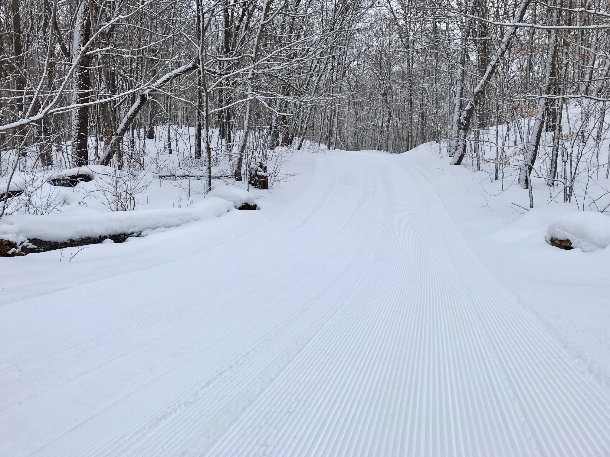 Skaters Waltz after fresh groomed. January 31st, 2017.
