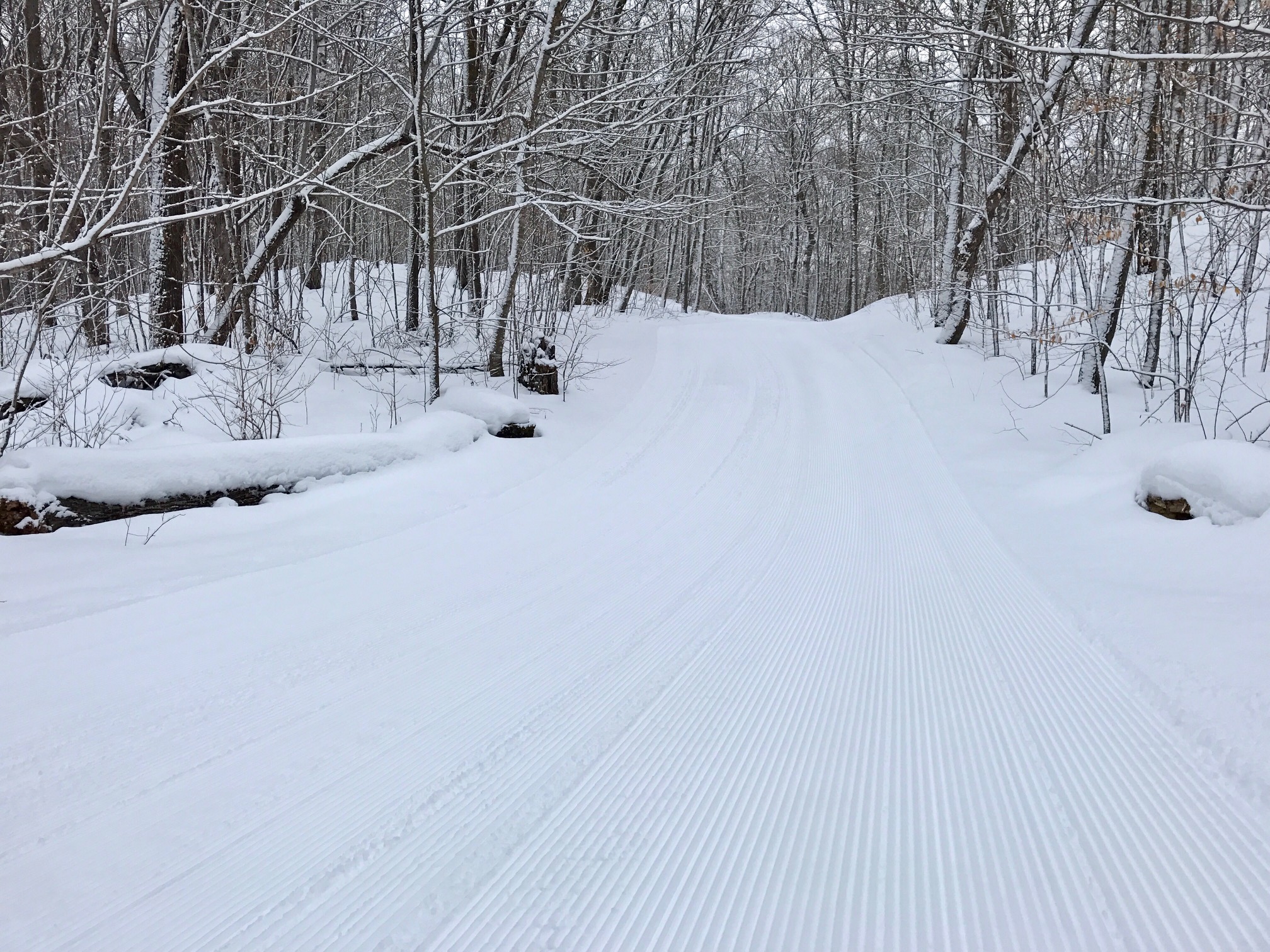 Skaters Waltz after fresh groomed. January 31st, 2017.