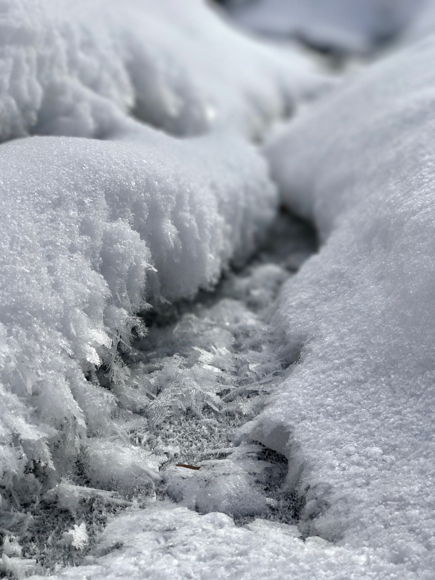 Frost flowers forming on small flowage off Roy's Run