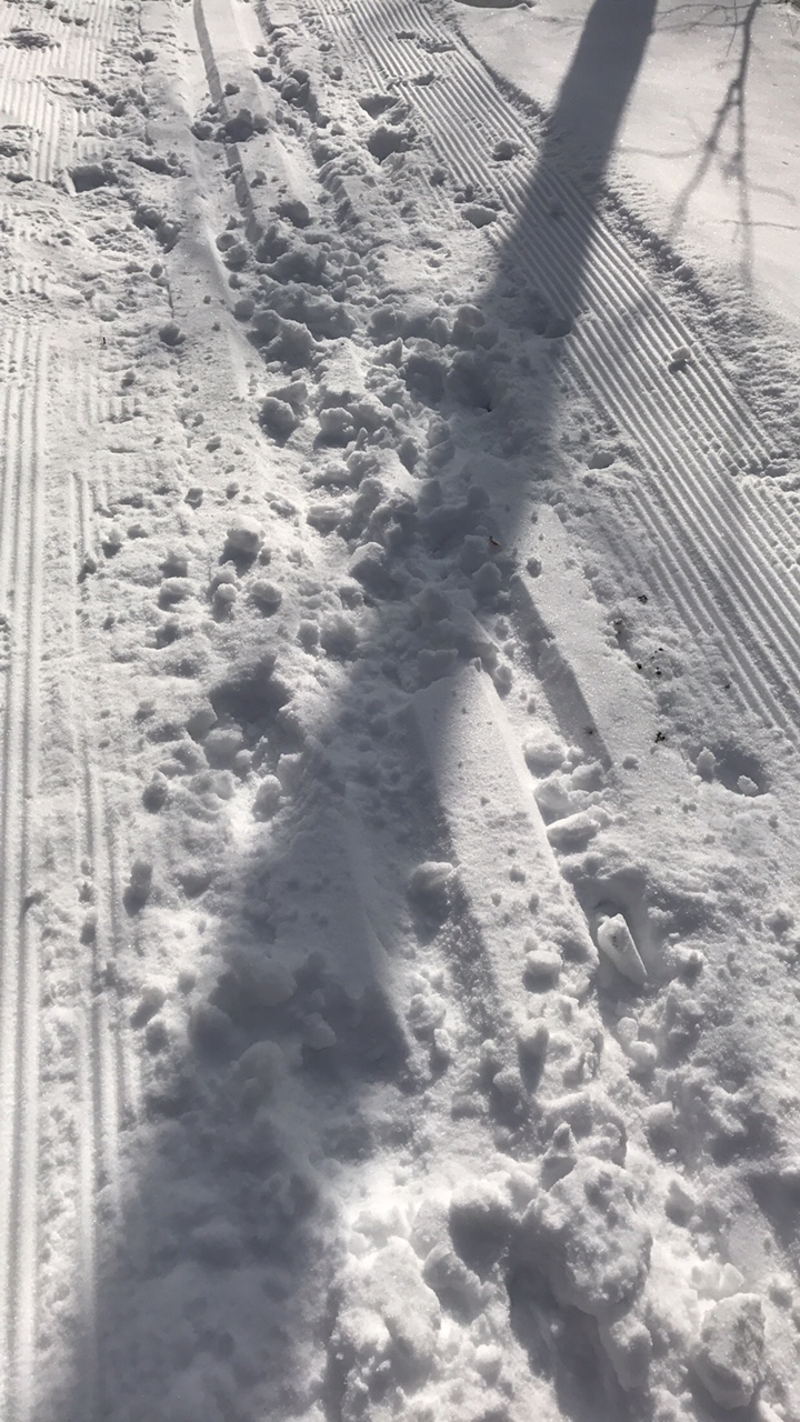 Lots of deer travleing on the trails with the deep snow