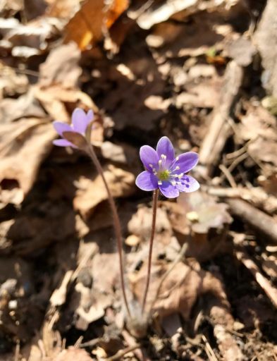 Early spring flowers, April 13th, 2017.