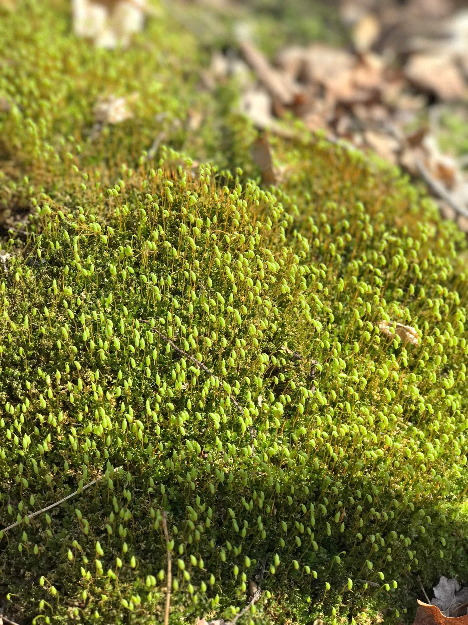 With not much greening (still early in the spring) mossy areas sticking out nicely. April 13th, 2017.