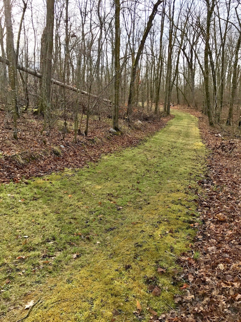 Ski trails starting to green up after rain over the weekend. April 19th, 2017.