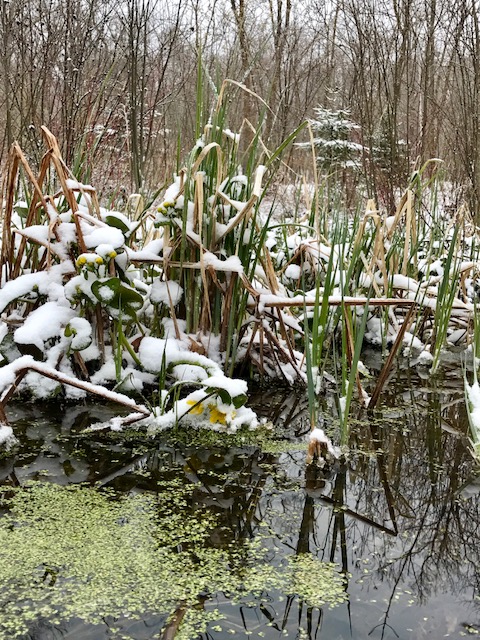 Marsh marigolds on hold after wintry weather. April 26th, 2017.