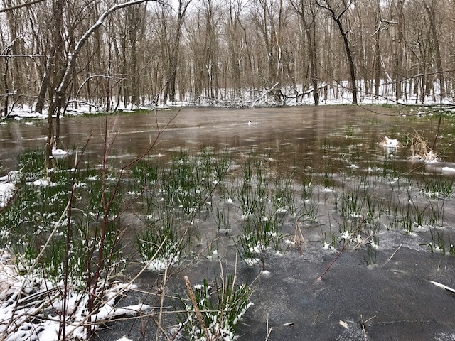  Frozen pond, April 27th, 2017. Ducks were still nesting on the edge, riding out the cold weather.