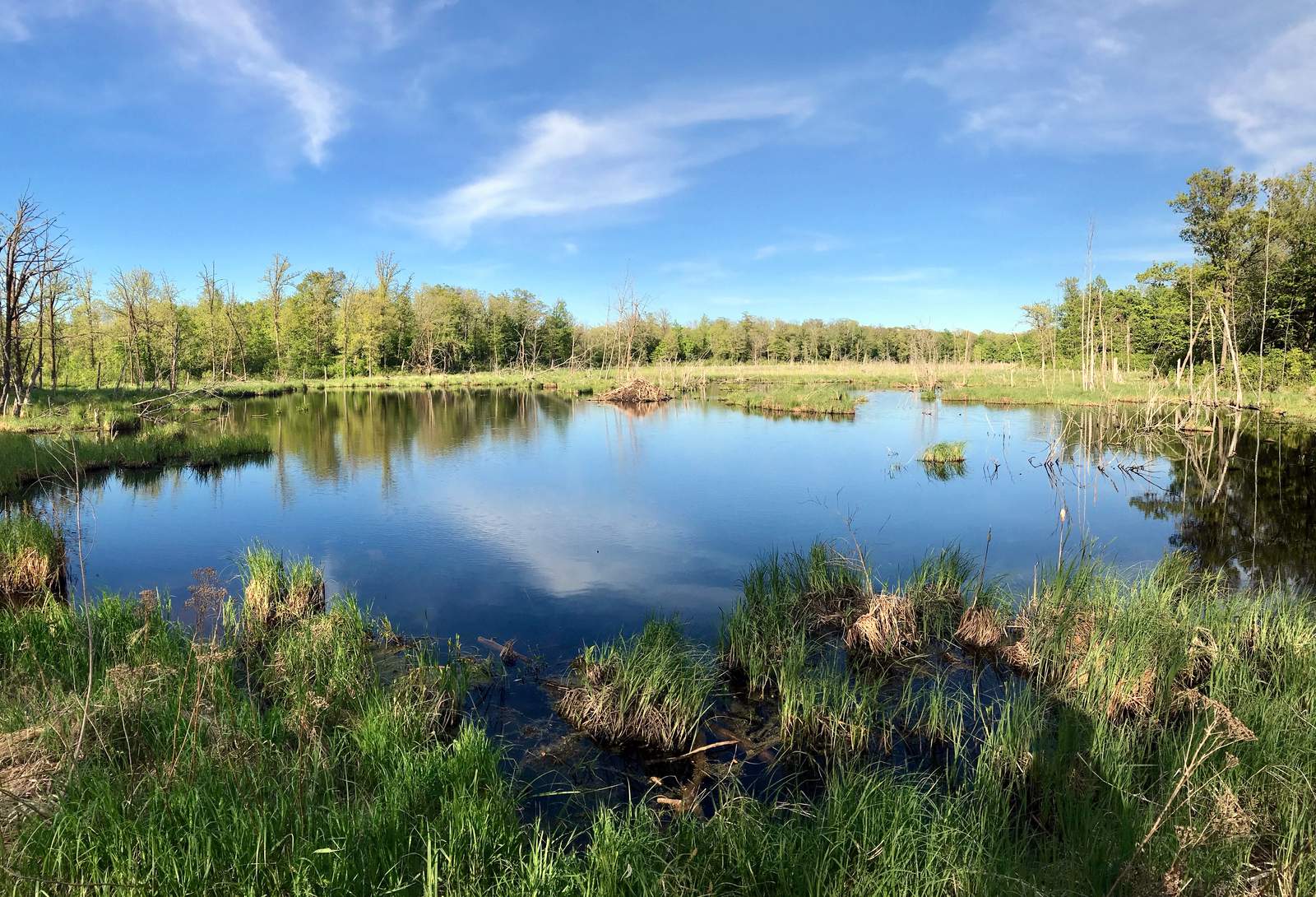 Spring scene on a local pond, May 18th, 2017.