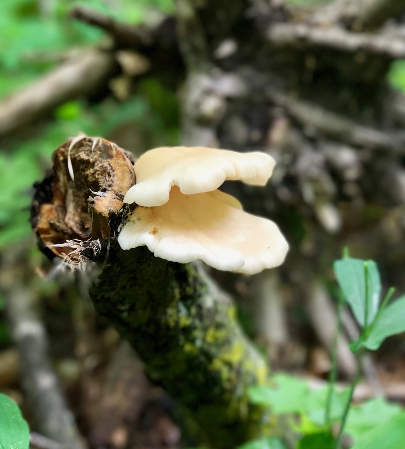 Various mushrooms popping up throughout the forest floor. May 30th, 2017.