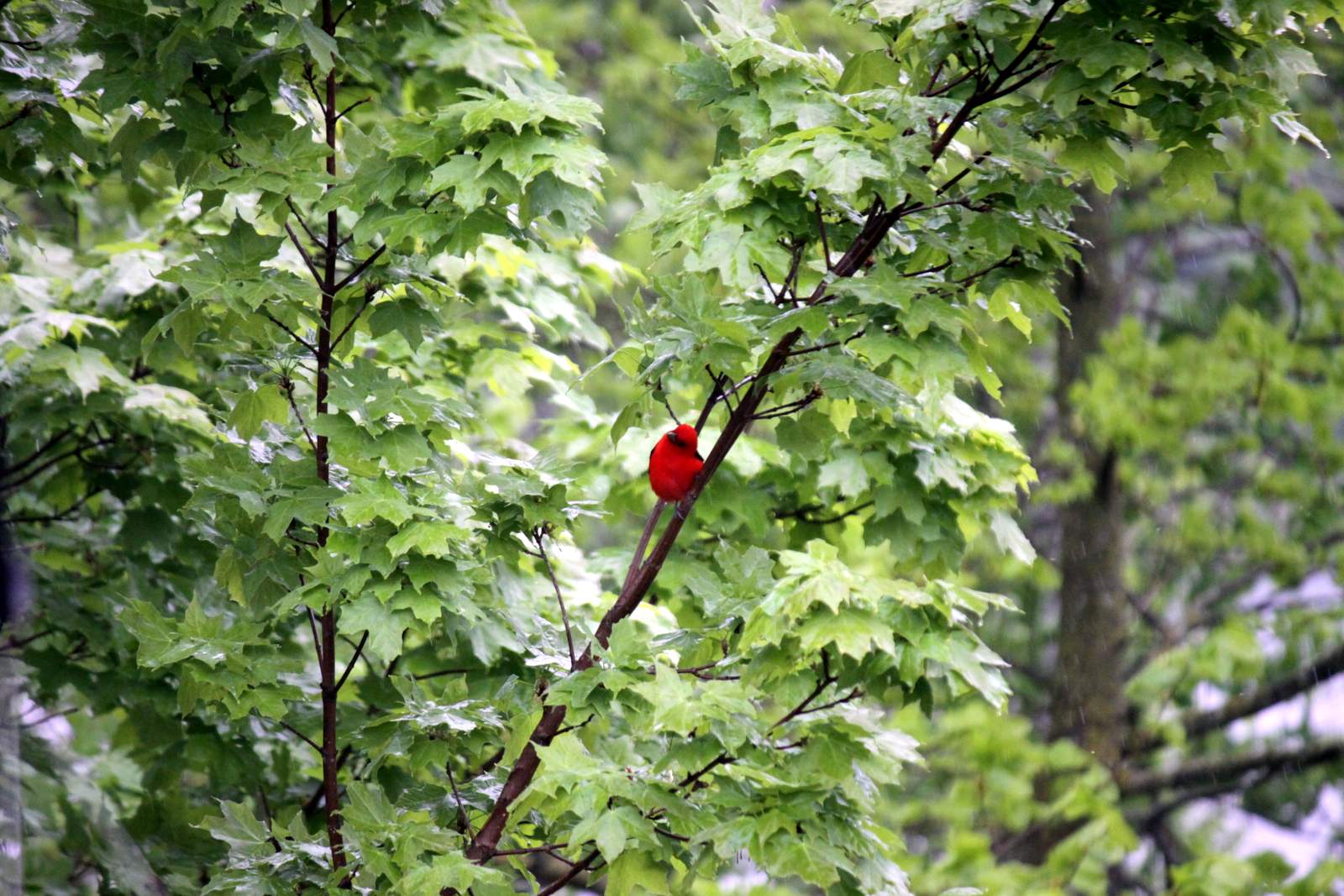 Scarlet Tanager making a short appearance on the Maplelag grounds, May 16th, 2017.