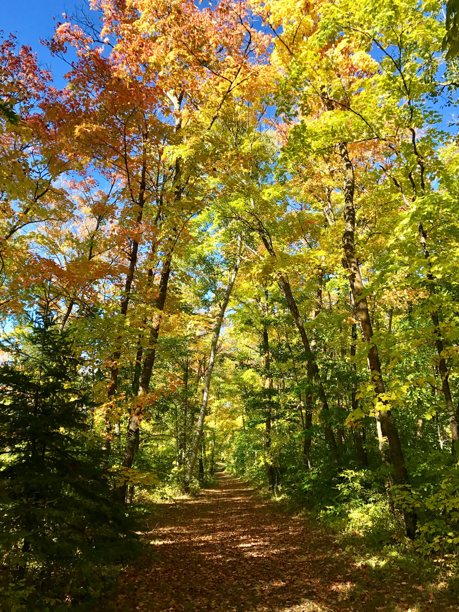 Sukkerbusk ski trail, part of bike course. September 20th, 2017.