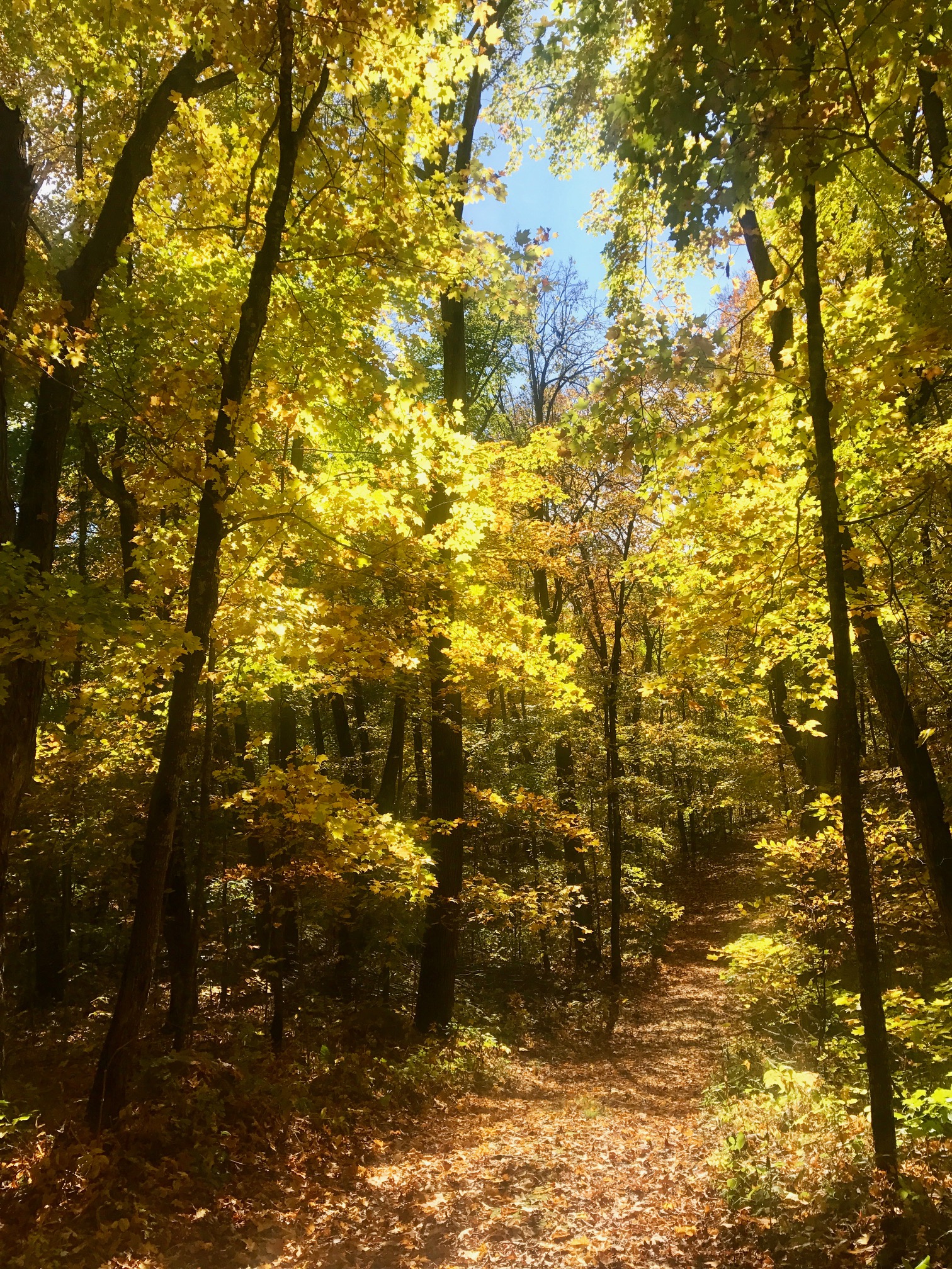 Twin Lakes ski trail, September 29th, 2017.