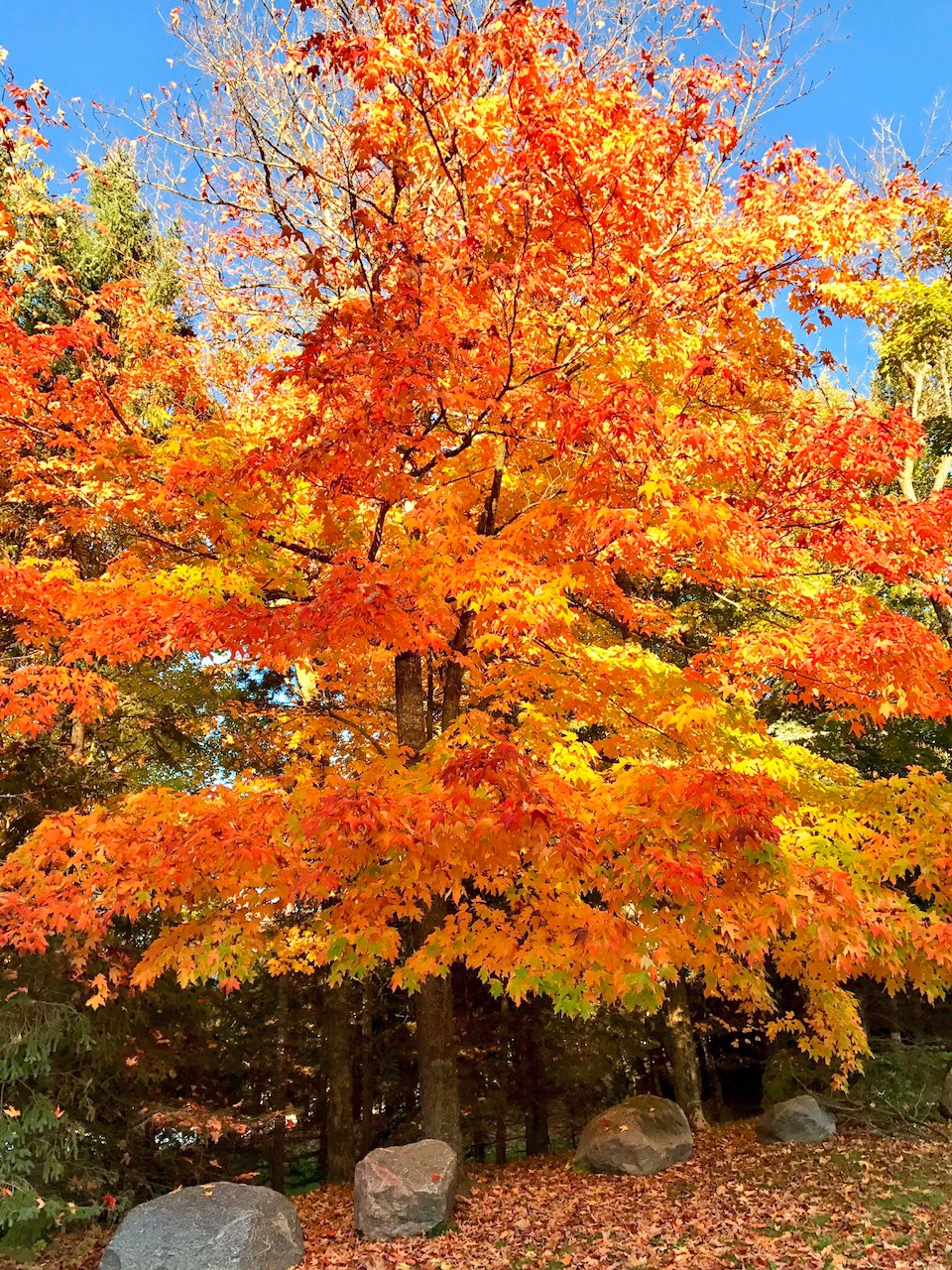 Maple tree near Brant cabin displaying brilliant fall color. September 29th, 2017.