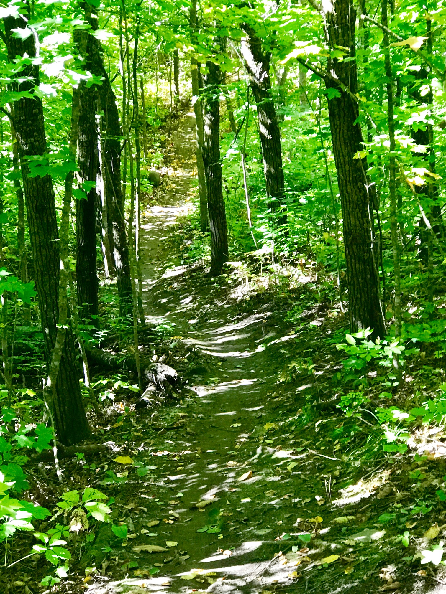  Twin Lakes singletrack, September 9th, 2017.