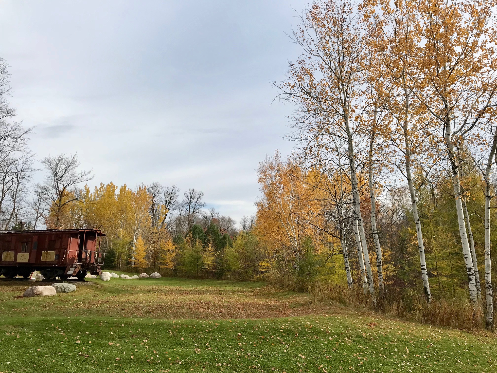 Fall scene in skating rink area. Tamarack trees in their peak right now and a few aspen and oak trees still holding color. October 15th, 2017.