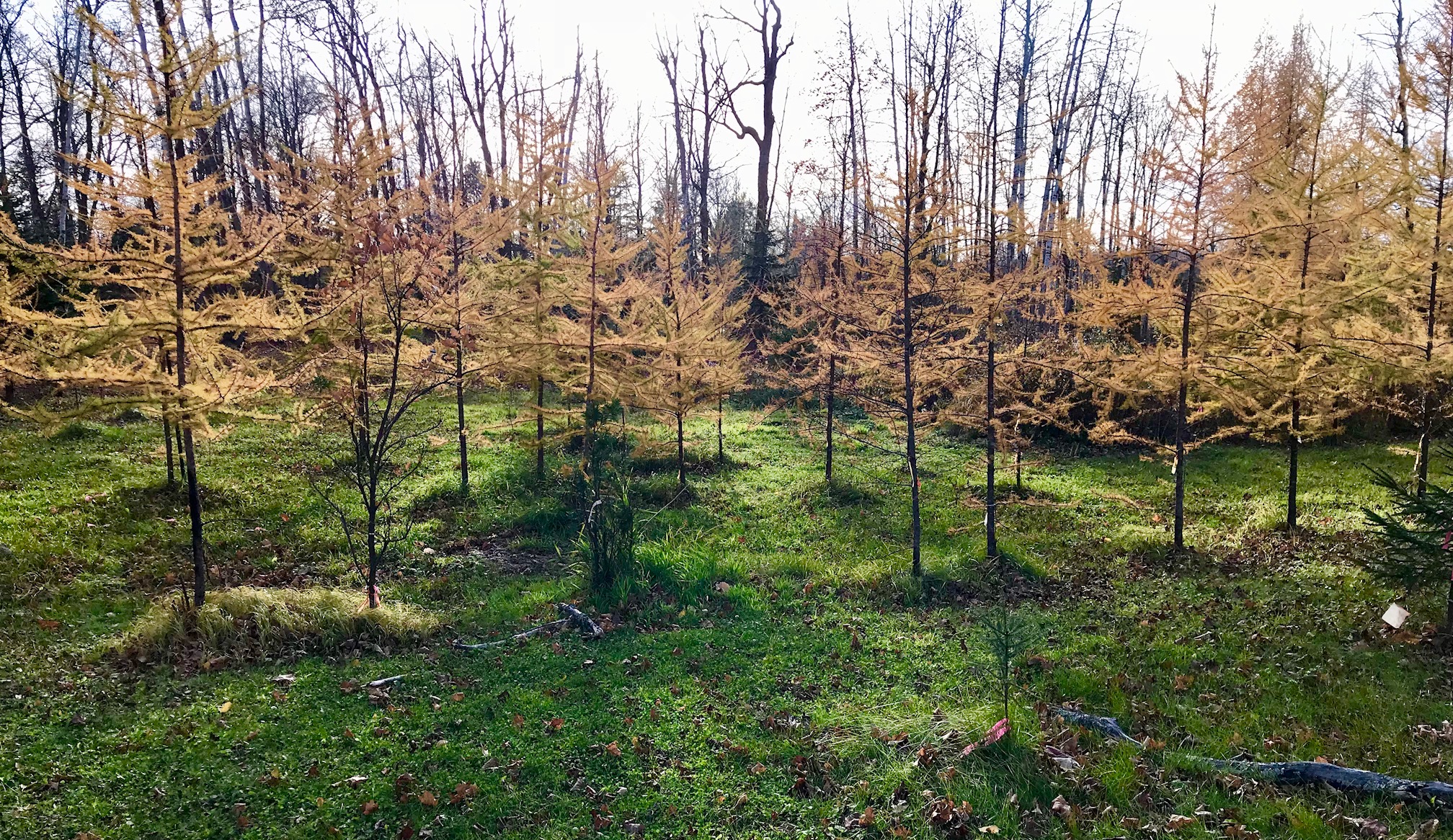 Tamarack trees in their peak. October 18th, 2017. Tamarack one of species of trees planted at Maplelag over the years. Maplelag has planted nearly a half million trees since 1973!