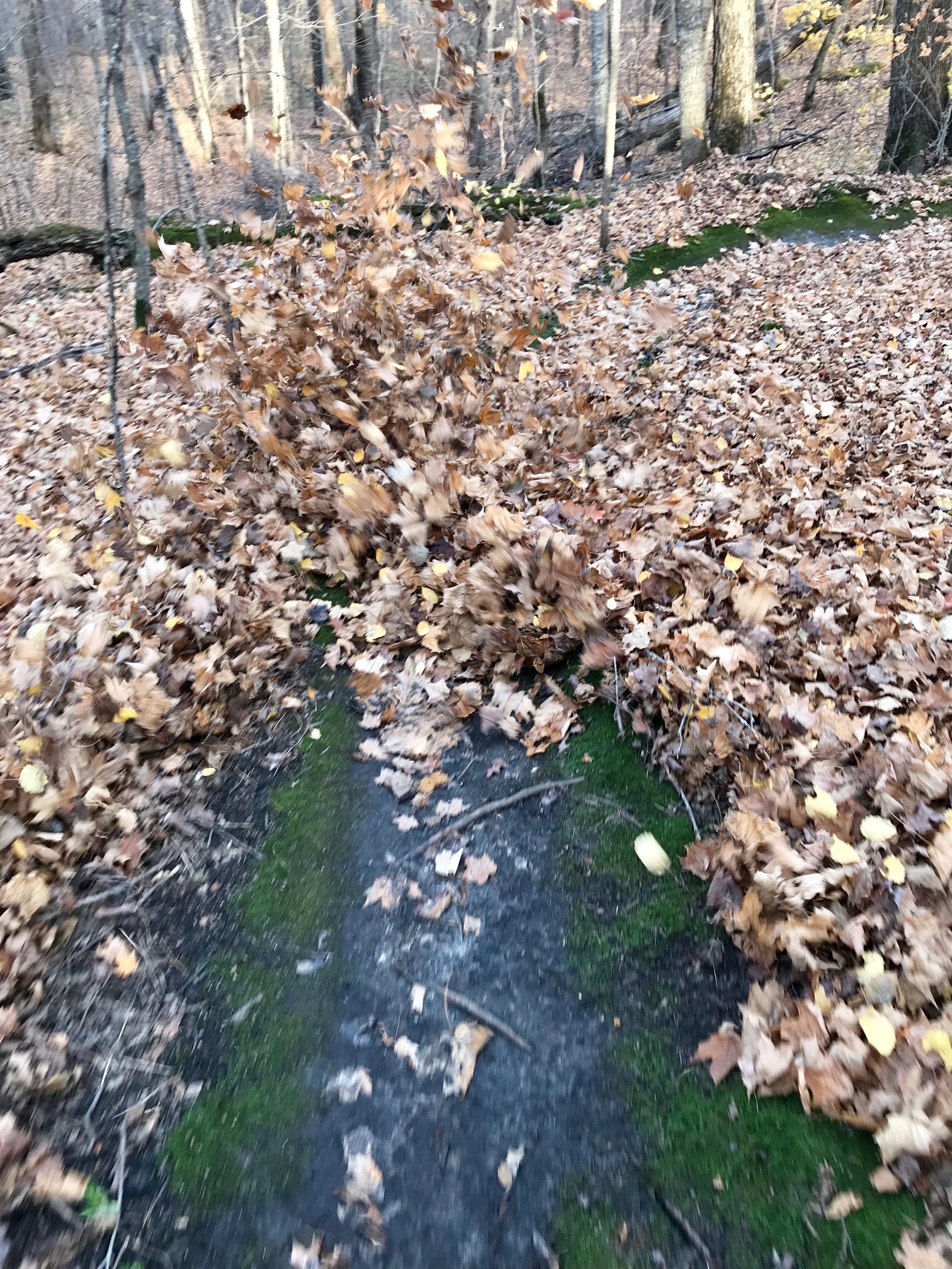 Clearing leaves on Twin Lakes singletrack, October 18th, 2017.