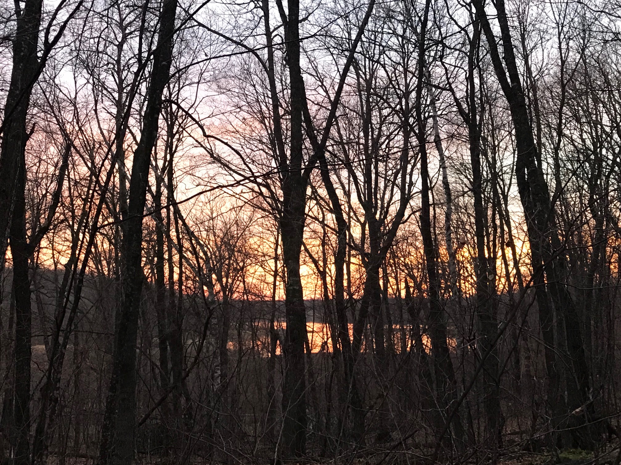 Great sight lines through the woods after leaves have come down. View towards Little Sugarbush from Sap Run. October 25th, 2017.