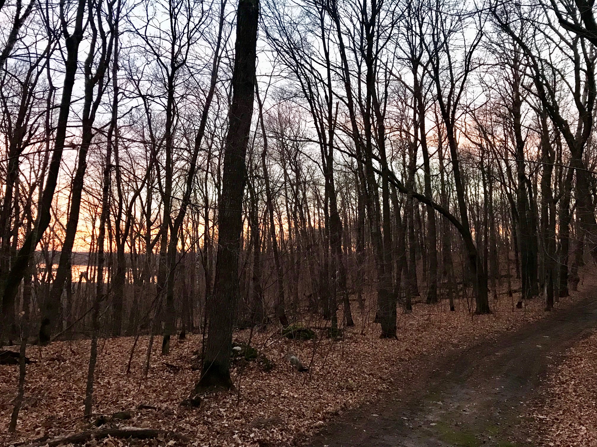 Great sight lines through the woods after leaves have come down. View towards Little Sugarbush from Sap Run. October 25th, 2017.