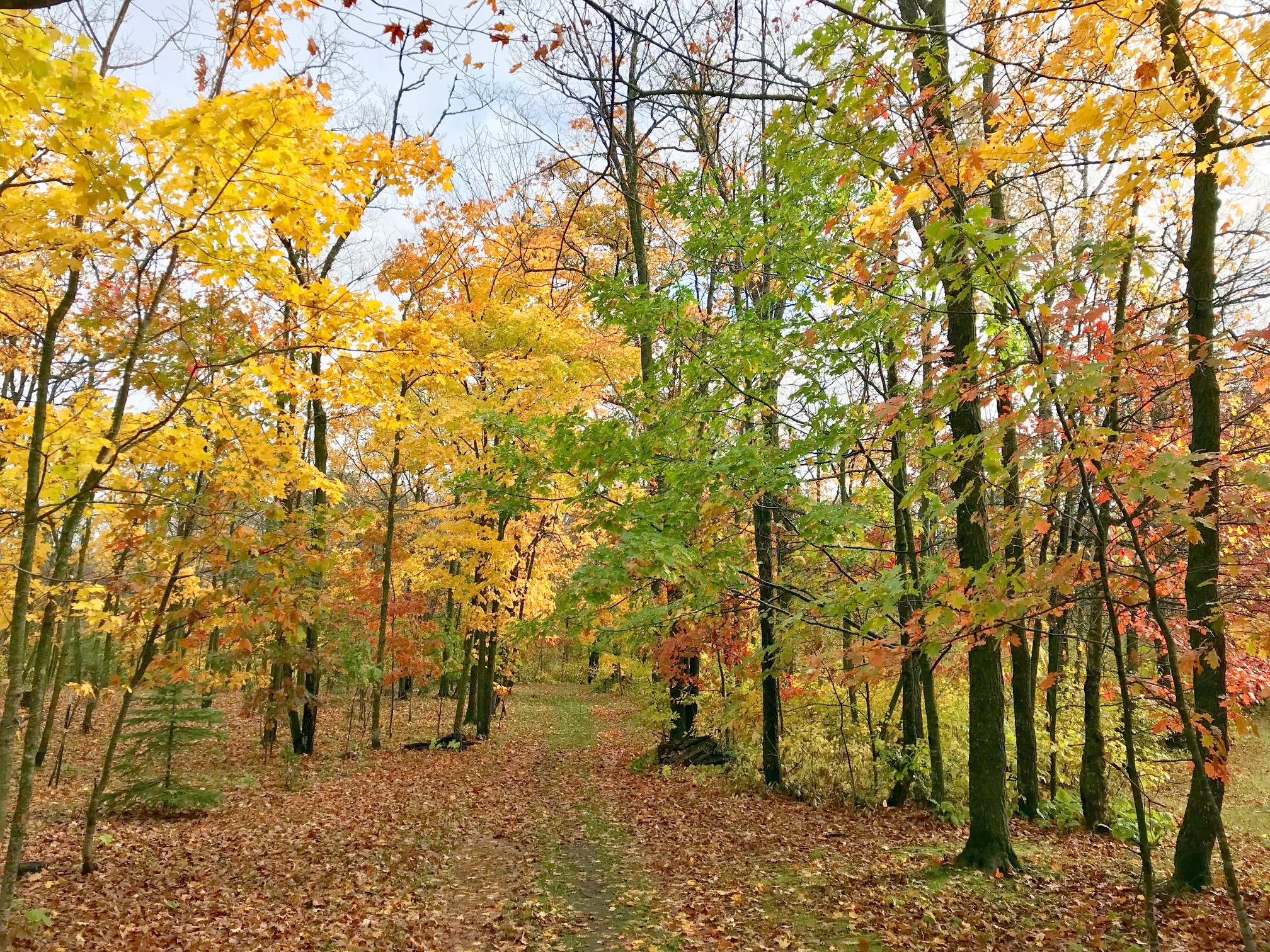 Double green ski trail, October 4th, 2017.