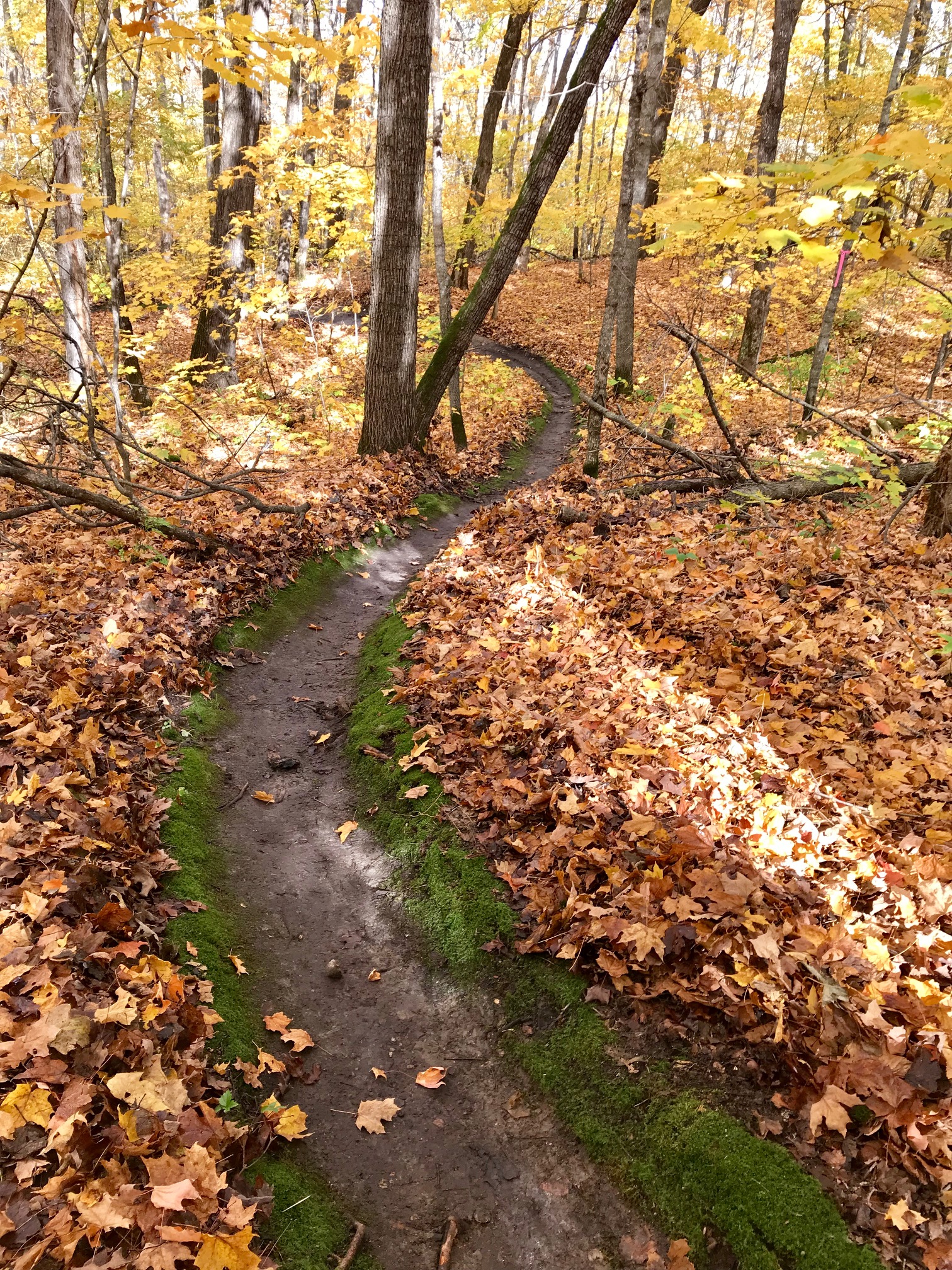 Section of Twin Lakes singletrack after leaf blowing, October 6th, 2017.