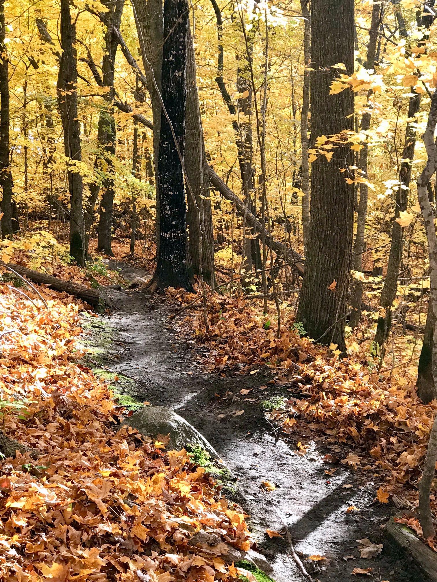 Fresh blown singletrack. October 6th, 2017.