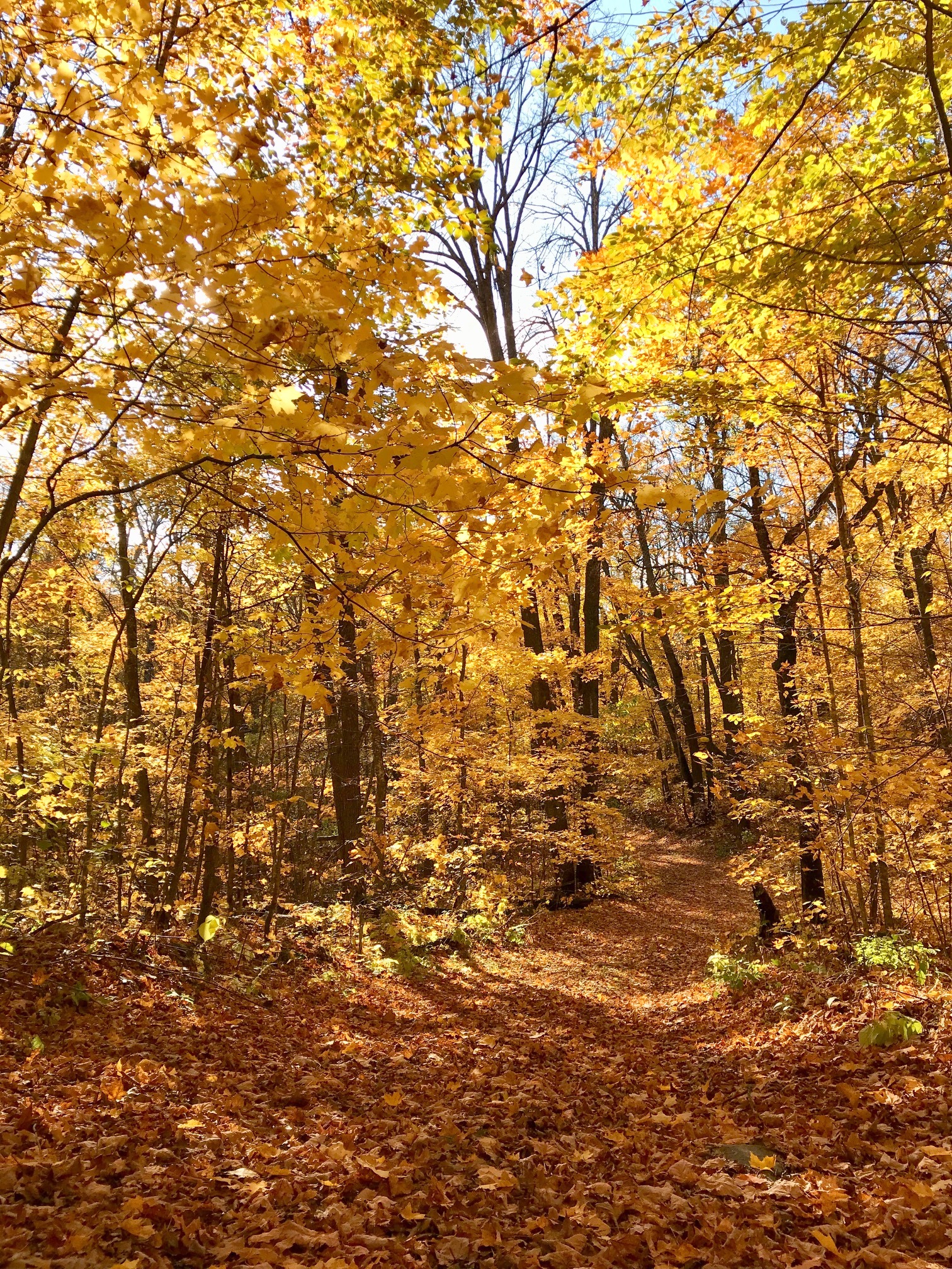 Twin Lakes ski trail, October 6th, 2017.