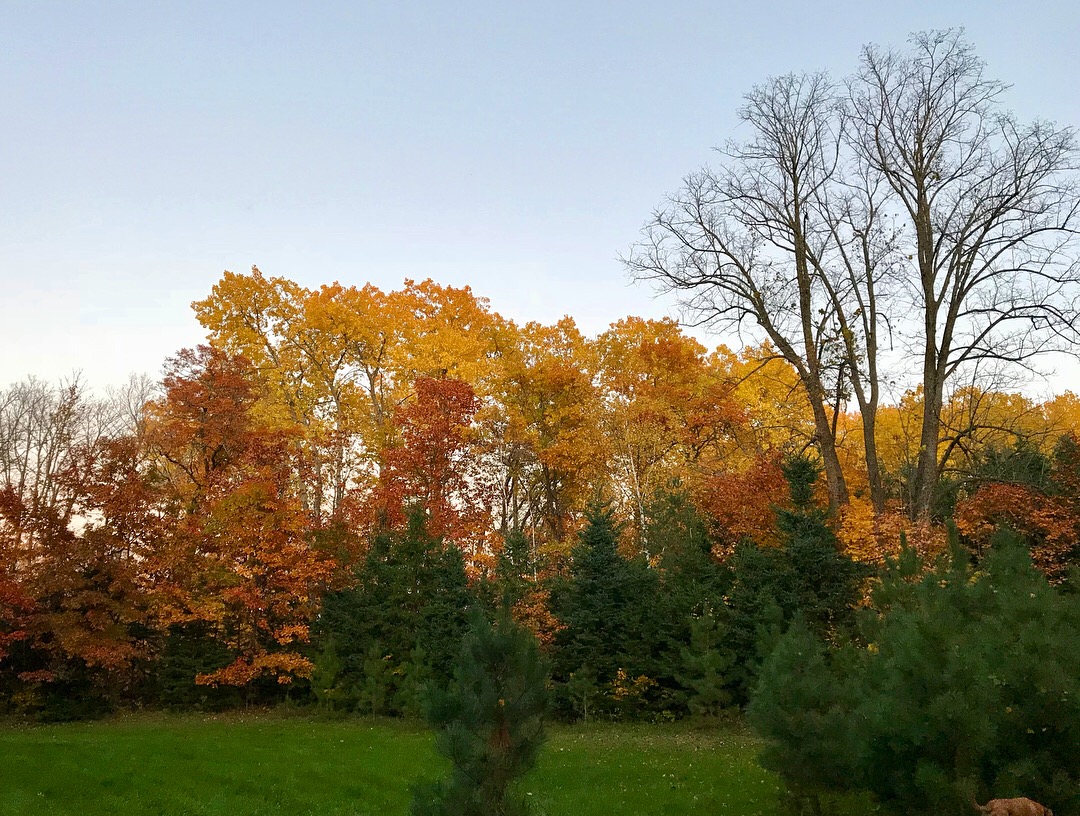 Fall scene in the Skinny Field, October 8th, 2017.