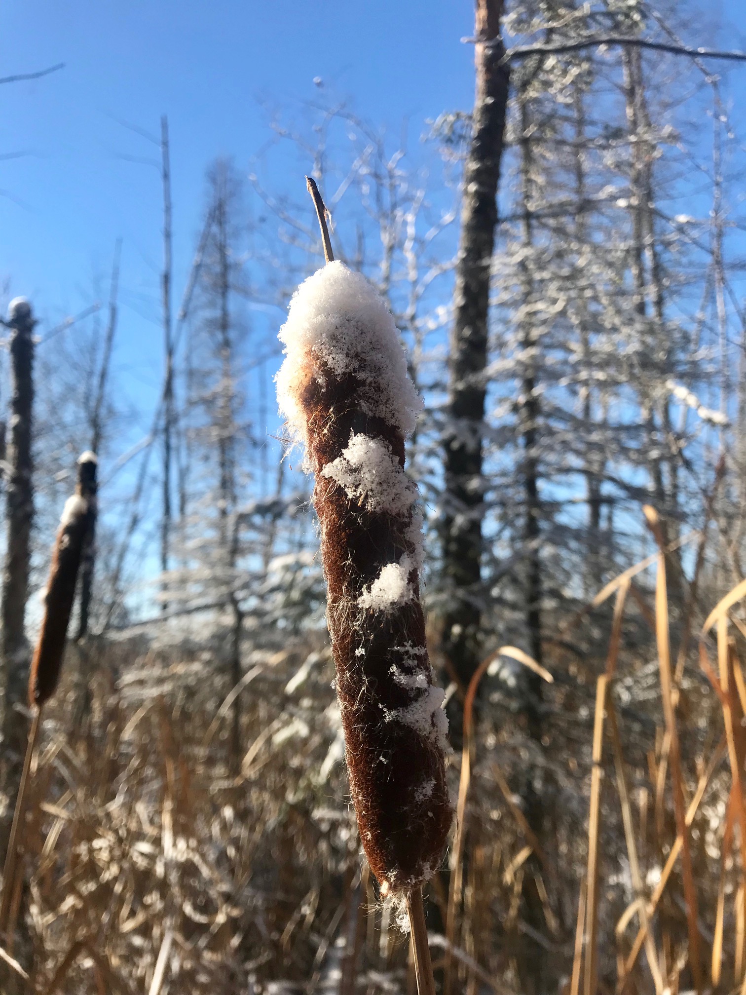 Cattail with touch of new snow dusting. November 9th, 2017.