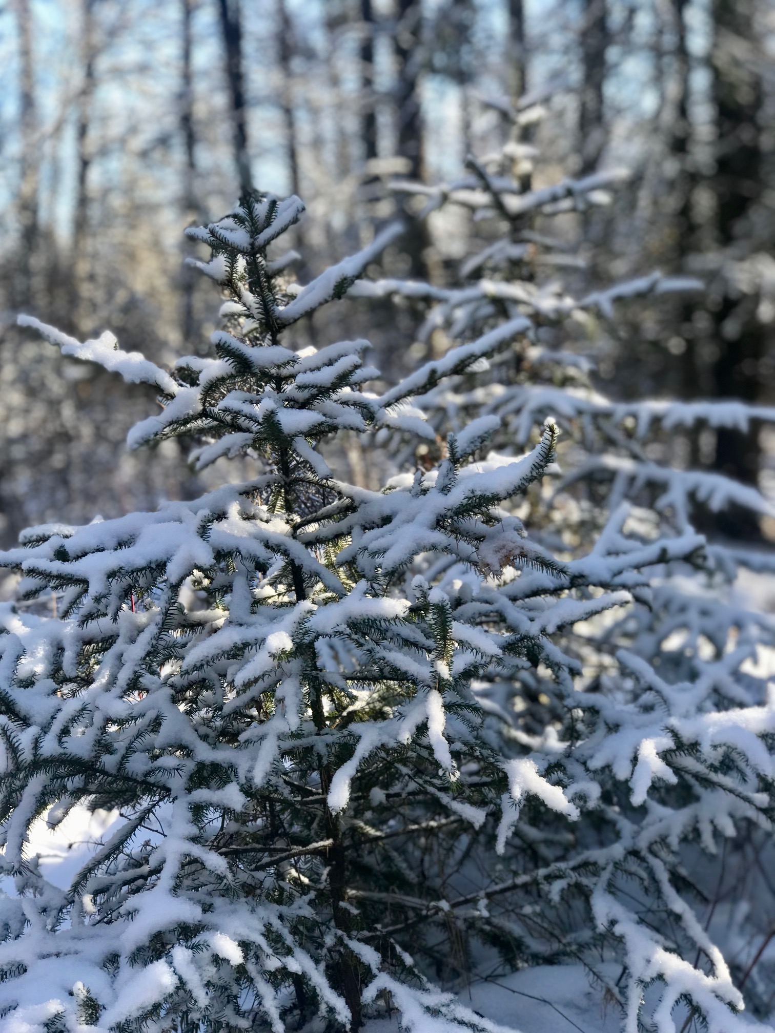 Snow covered pines. November 9th, 2017.