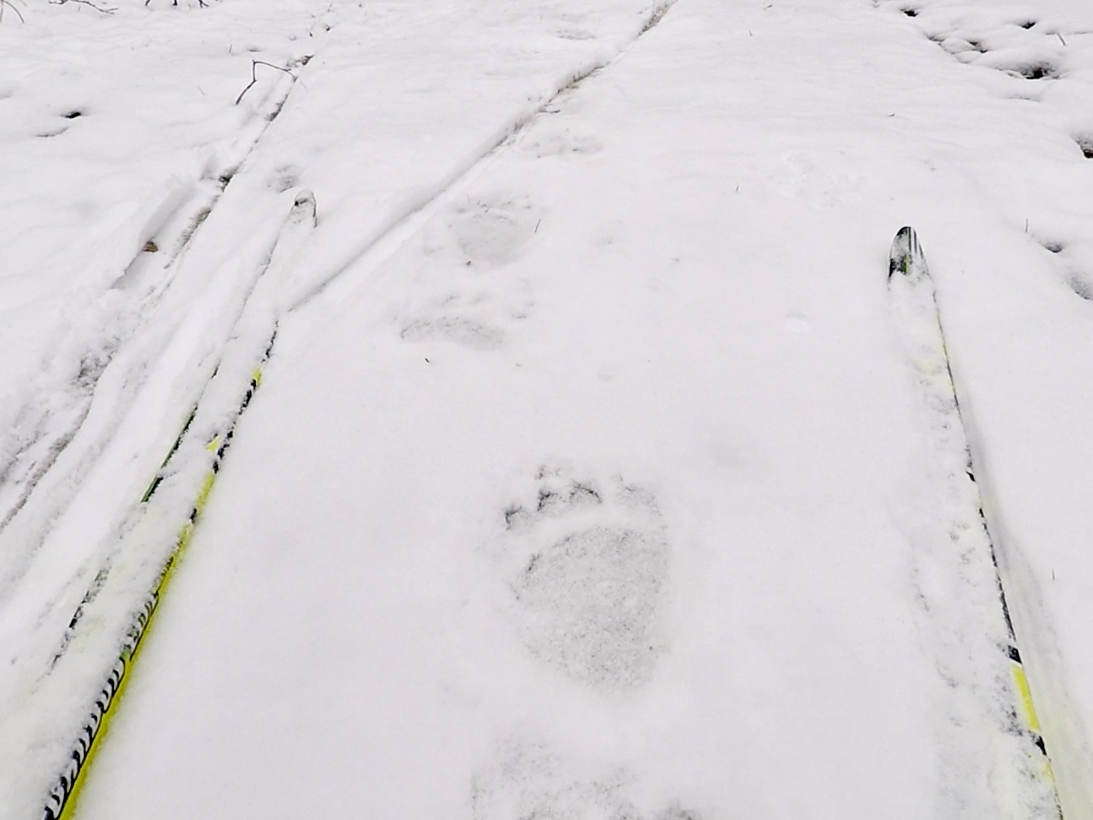 Bear track on the ski trail! November 2nd, 2017.