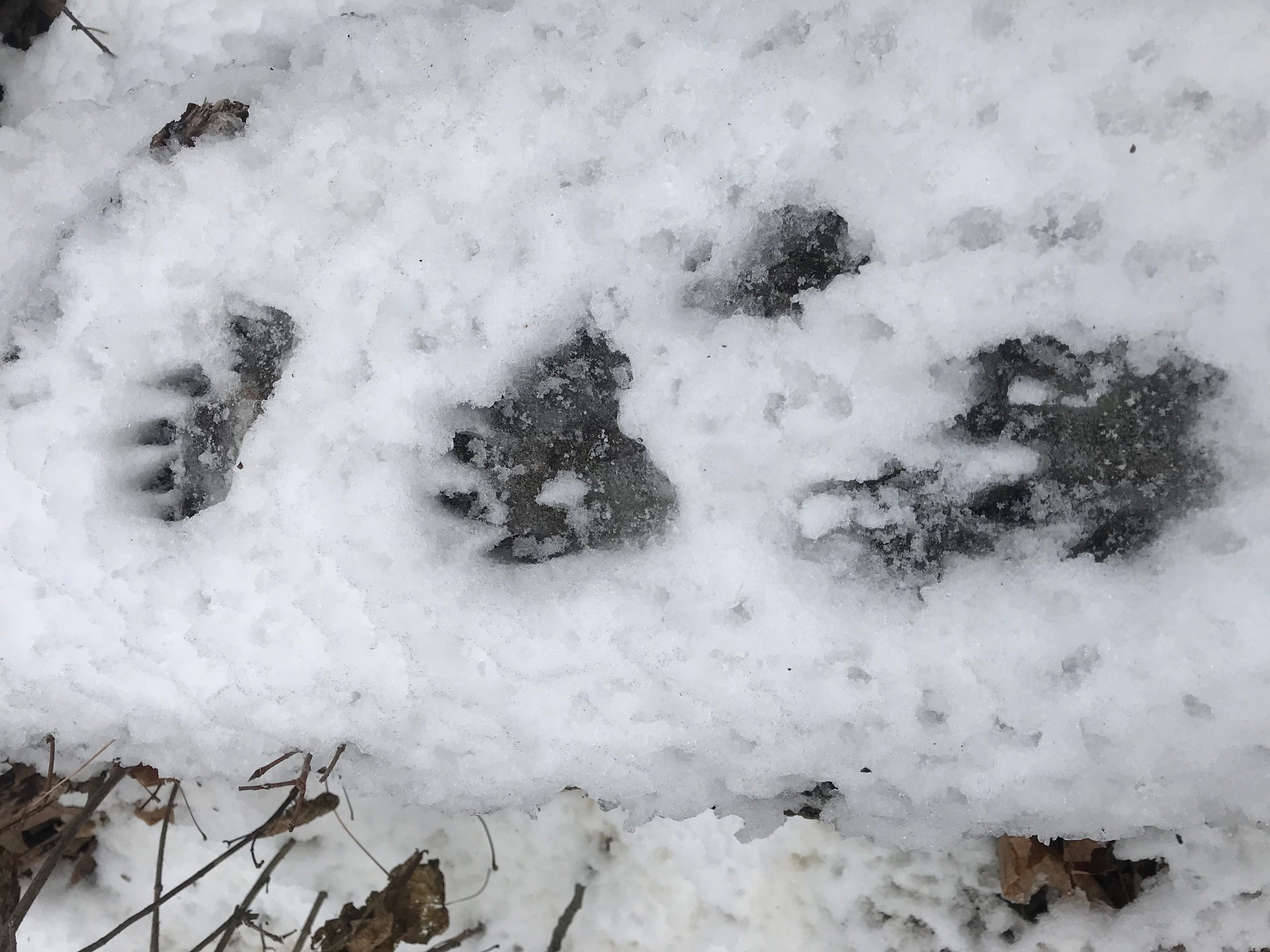 Recent snow great for checking out all the tracks in the woods. November 5th, 2017.