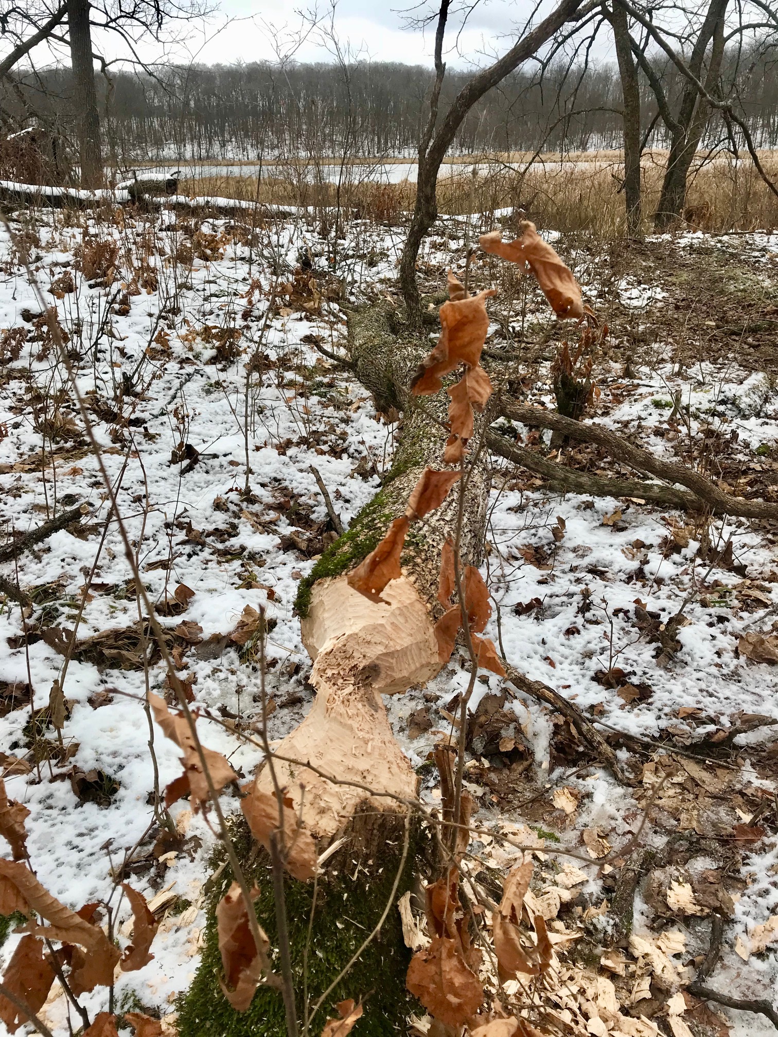 Beavers busy near Bullhead lake, November 5th, 2017.