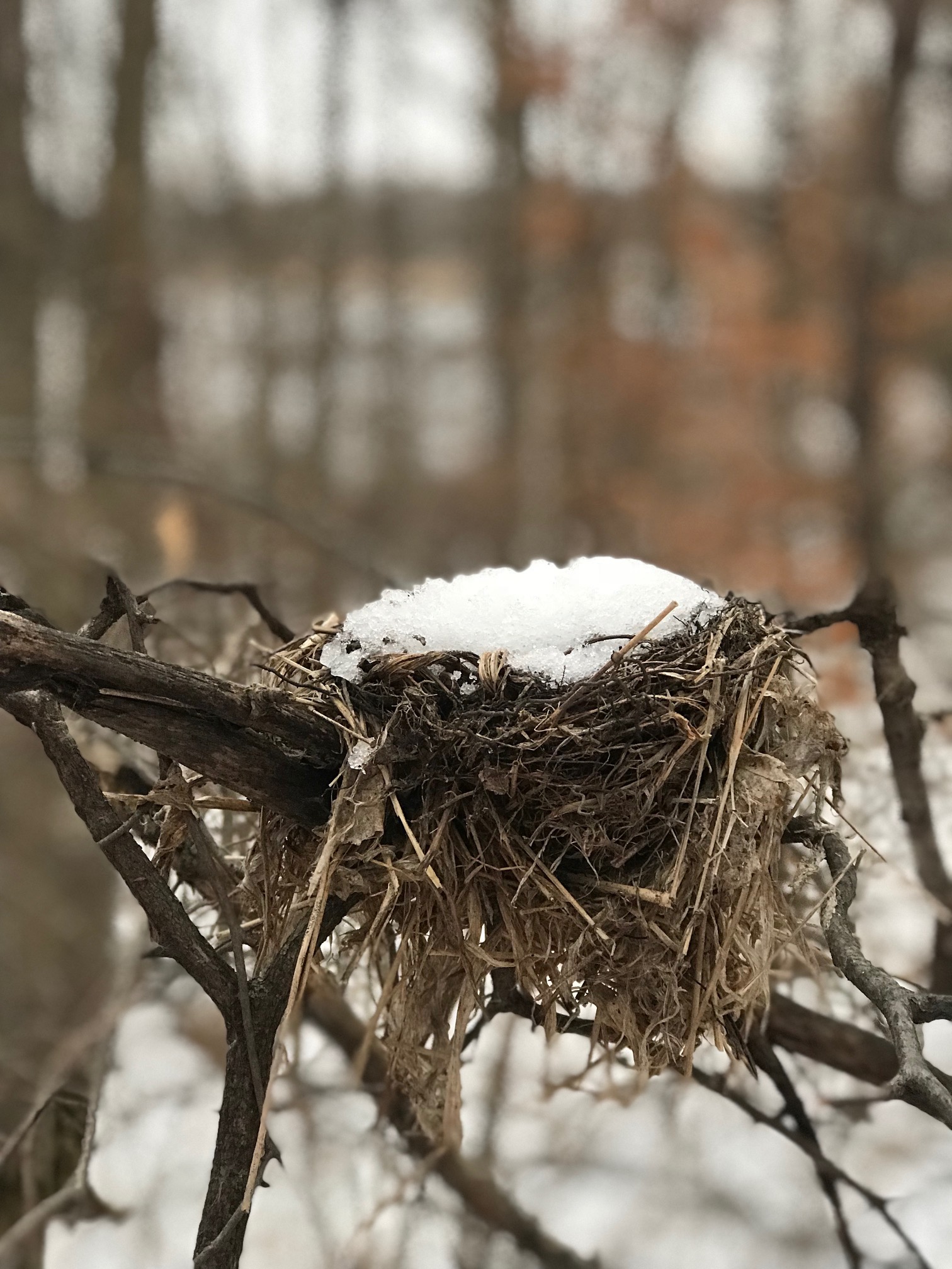 Nest of a snowbird! November 5th, 2017.