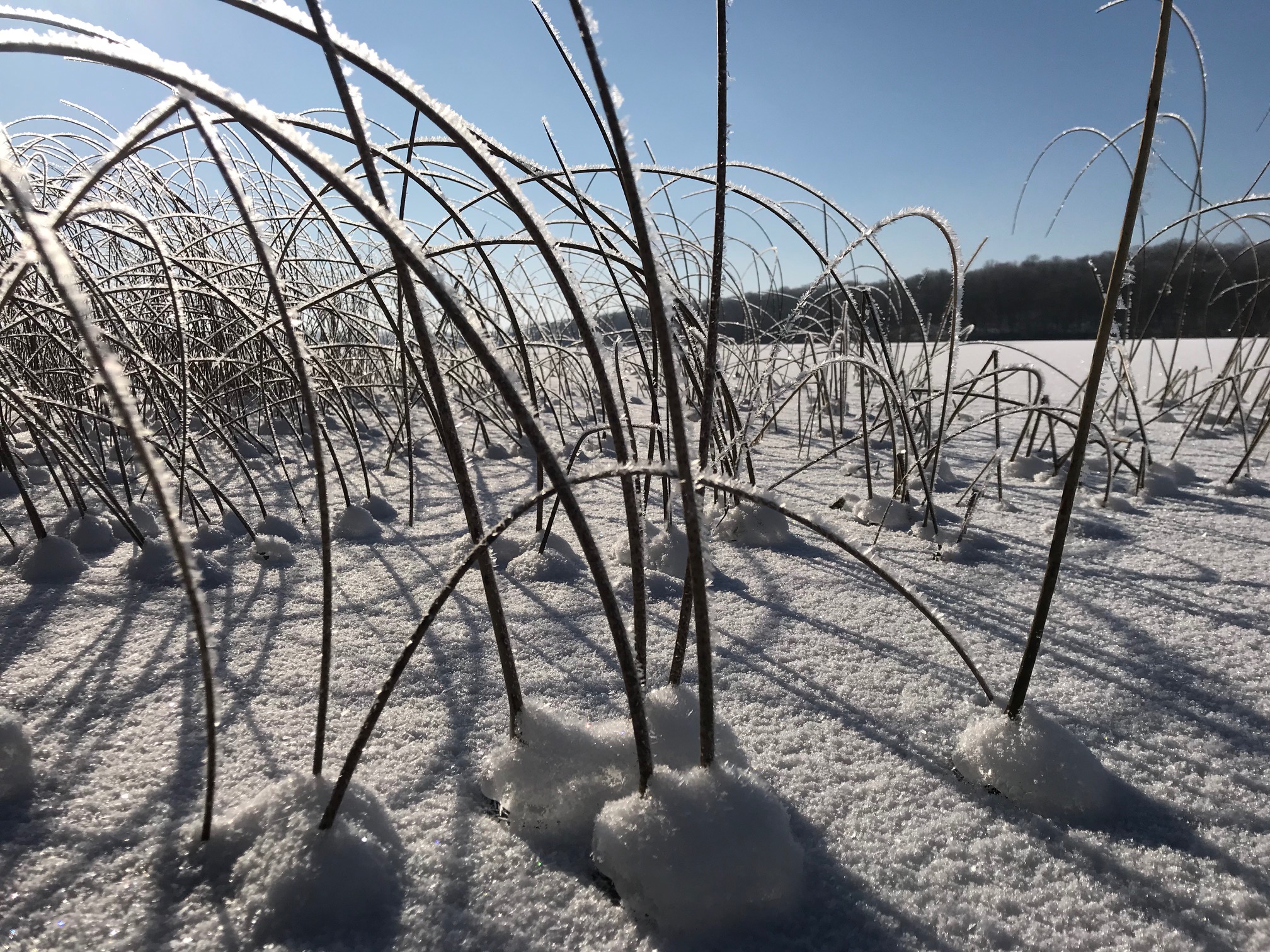 Winter scene on the shore of Little Sugarbush, November 7thg, 2017.