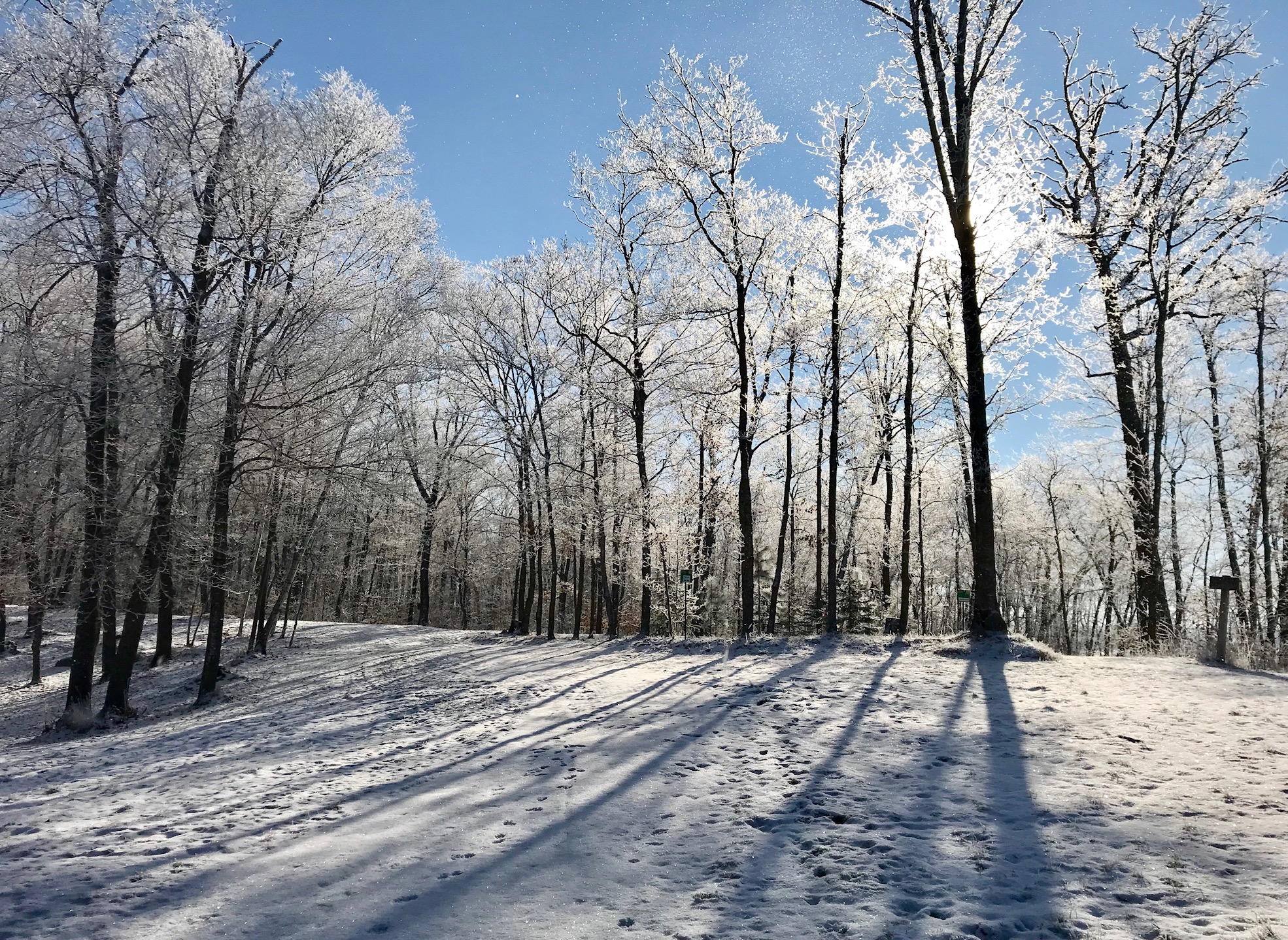 Frosty scene at start of Sap Run and Lucky's Loype. November 7th, 2017.