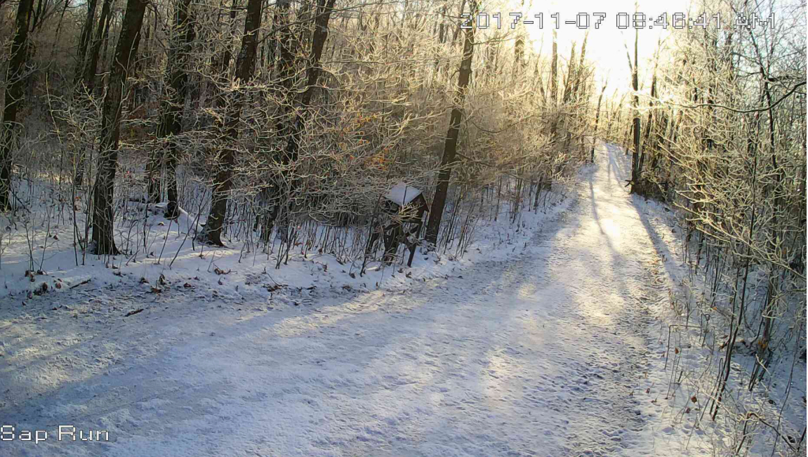 Sun lighting up the frosty trees at start of Sap Run ski trail as seen from the Sap Run webcam. November 7th, 2017.